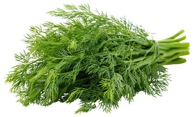 Fresh green dill herb bunch on black background