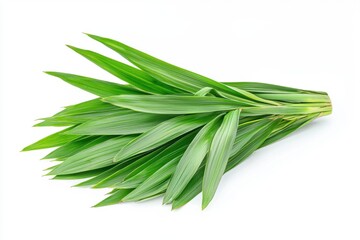 Fresh Pandan Leaves on White Background
