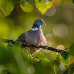 A wood pigeon perched on a branch amongst vibrant green leaves, bathed in soft, dappled sunlight