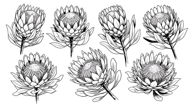 Set of seven hand-drawn protea flowers in a detailed black and white line art style, isolated on a white background.