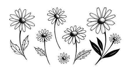 A collection of hand-drawn daisy flowers in a black and white ink sketch style, isolated on a white background.