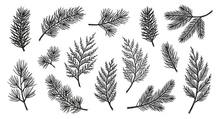 Collection of detailed hand-drawn illustrations of various evergreen tree branches, perfect for design.