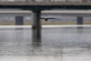 Cormorant Flying Low Over Water Towards Camera