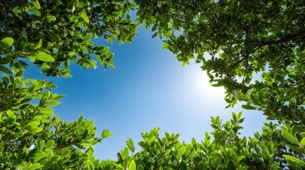 Obraz premium Lush Green Leaves Framing Bright Blue Sky in Natural Environment