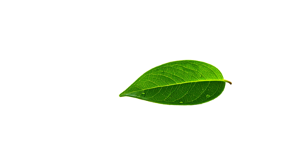 Single, vibrant green leaf with water droplets, isolated on a stark black backdrop