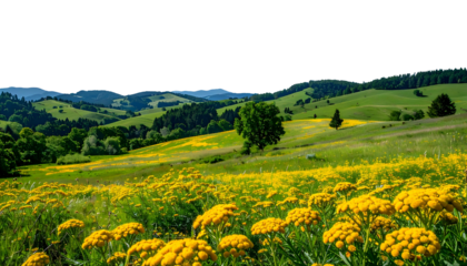Rolling hills covered in vibrant yellow flowers, lush green meadows, and trees beneath a blue sky
