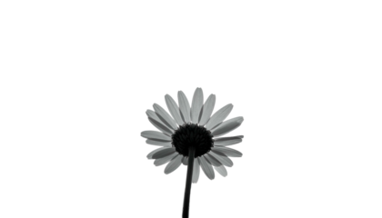 A solitary daisy, viewed from below, against a stark black backdrop