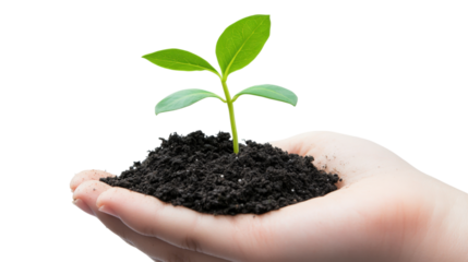 Hand holding seedling in dark soil isolated on a transparent background