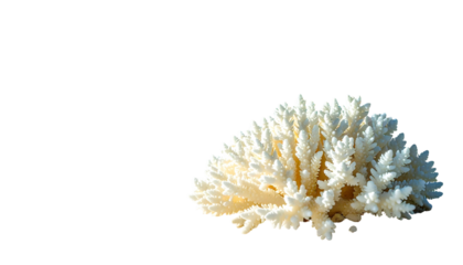 Isolated white coral formation with a detailed, textured appearance against a black backdrop