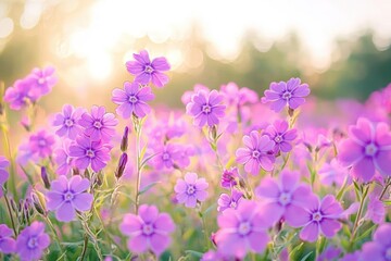 close-up of purple wildflowers in a sunlit meadow with soft golden bokeh, evoking a peaceful dreamy summer warmth