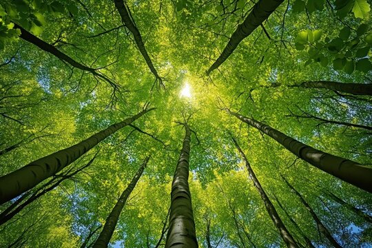 upward view of tall forest trees with vibrant green canopy and sunlight streaming through, evoking calm and wonder