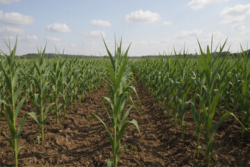 Obraz premium green corn field