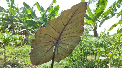 Colocasia esculenta displays its broad, heart-shaped leaves with rich green tones, thriving in moist soil and creating a lush, tropical atmosphere.