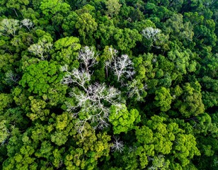 Aerial view of a lush green forest canopy with striking white tree skeletons among dense foliage