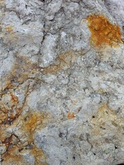 texture of the bark