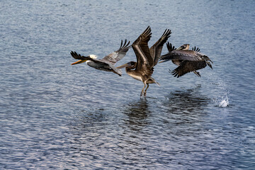 Pelicans flying over water at Chicken Ranch Beach wetlands, Tomalas Bay, California