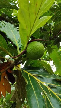 Breadfruit tree (Artocarpus altilis) begins to form young fruits, marking the early stage of its fruiting cycle with fresh green growth