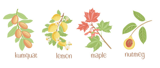 vector drawing set of tree branches with fruits and green leaves isolated at white background, kumquat, lemon, maple and nutmeg hand drawn illustration