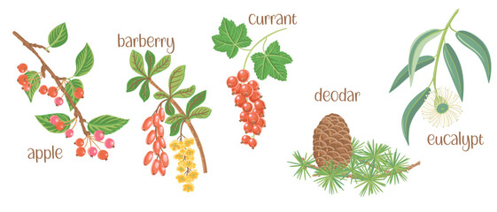 vector drawing set of tree branches with berries, flowers and green leaves isolated at white background, apple, barberry, red currant, deodar and eucalypt, hand drawn illustration