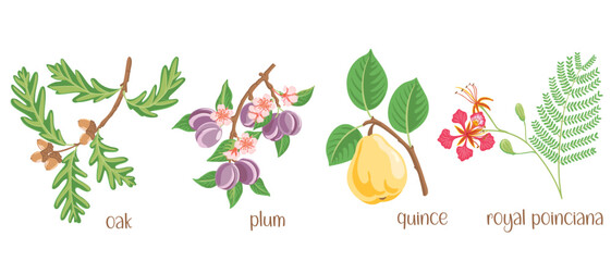 vector drawing set of tree branches with fruits, flowers and green leaves isolated at white background, oak, quince, royal poinciana and plum, hand drawn illustration