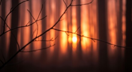 Bare tree branches silhouette against glowing sunlight filtering through a misty forest background