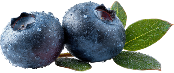 Close up of two dark blue berries covered in water droplets and green leaves
