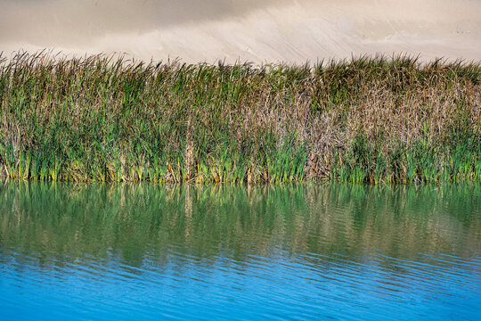 Closeup of plants growing along the water at Abbotts Lagoon on the northwestern coast of the Point Reyes, California