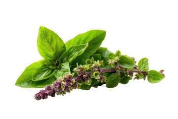Fresh green herb with purple flower spikes