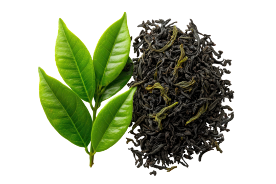 Fresh green tea leaves next to dry loose leaf tea