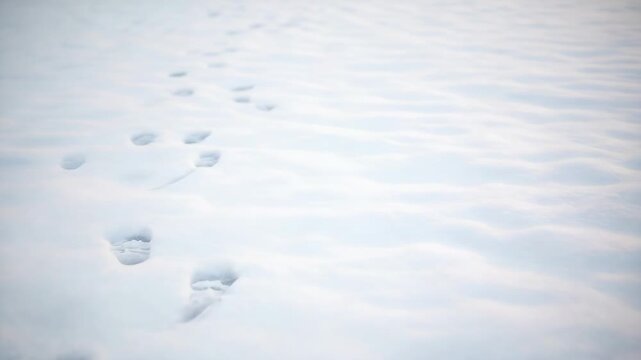 Human footprints fading away in a pristine snowy landscape. A conceptual sequence representing the passage of time, loss, and solitude. Minimalist winter background for nature themes