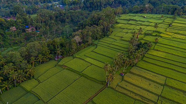 default Vibrant aerial drone view of tiered green rice terraces dotted with tall coconut palm trees in a traditional Balinese landscape