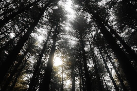 looking up through a dense conifer forest with towering dark trunks and light filtering through the canopy, moody and mysterious atmosphere