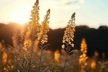 tall yellow wildflowers with green stems in a sunlit meadow at golden sunset, warm serene backlit scene