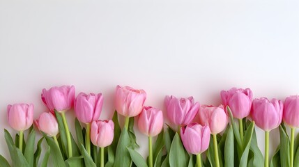 Fototapeta premium Top view flat lay of pink tulips neatly arranged on clean white background, minimal floral greeting card design --ar 16:9