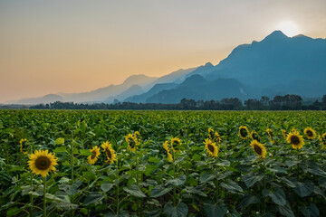 Endless sunflower field on the background of blue sky at Doi Nang Non, ChiangRai, Thailand