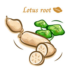 蓮根のポップなイラスト素材｜可愛い野菜｜ベクター