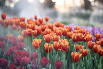 Beautiful Tulips flower sunset at Chiangrai Asean flower festival Chiangrai, Thailand