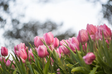 Pink Tulips flower sunset at Chiangrai Asean flower festival Chiangrai, Thailand