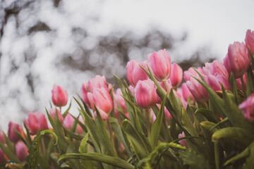 Pink Tulips flower sunset at Chiangrai Asean flower festival Chiangrai, Thailand