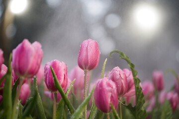 Pink Tulips flower sunset at Chiangrai Asean flower festival Chiangrai, Thailand