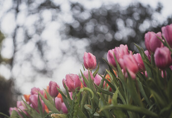 Pink Tulips flower sunset at Chiangrai Asean flower festival Chiangrai, Thailand