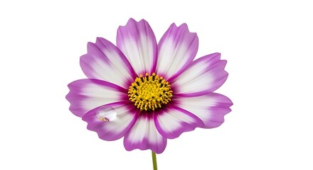 Obraz premium Close-up of a beautiful cosmos flower with purple and white petals.