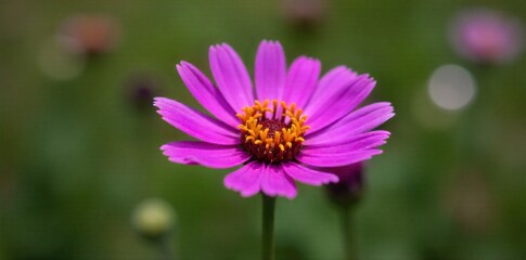 Obraz premium Close up of a vibrant, blooming wildflower in a meadow, with soft focus on the intricate petals and natural colors. A striking macro photograph of a single, vibrant wildflower in full bloom. The focus
