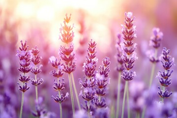 Naklejka premium close-up of sunlit lavender spikes with delicate purple blooms and a warm, serene golden glow