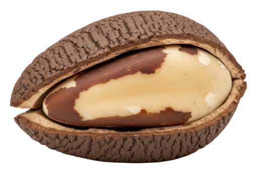 A closeup of a single brazil nut in its shell, isolated on transparent background, showcasing its unique texture and color contrast
