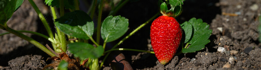 Rich red strawberry growing on a young plant in rich dirt in a kitchen garden on a sunny summer...