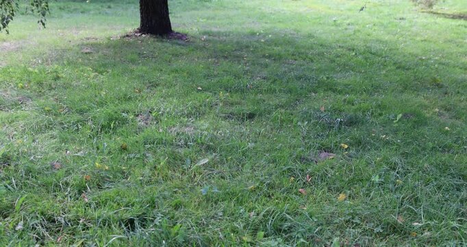 foliage with falling yellow foliage in the autumn season, the beginning of autumn in a park with green grass and rarely fallen leaves from trees