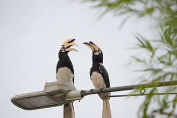 Couple Oriental Pied Hornbill on electric pole at Kuantan, Malaysia