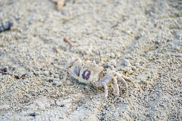 A small ghost crab camouflaged on a sandy beach, surrounded by tiny sand pellets created by its burrowing activity.