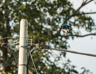 Vibrant blue Kingfisher flies past a concrete utility pole and power lines over a natural background.